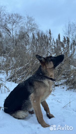 Немецкая овчарка