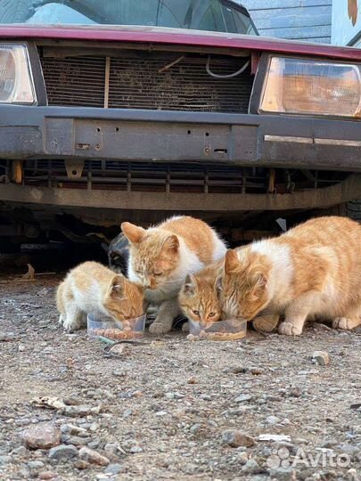 Кошки бесплатно