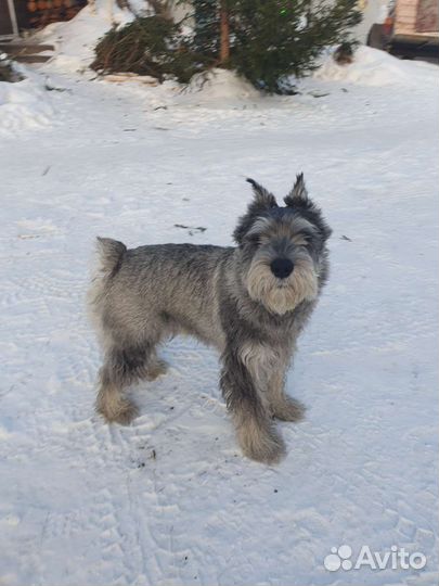 Вязка Шнауцер