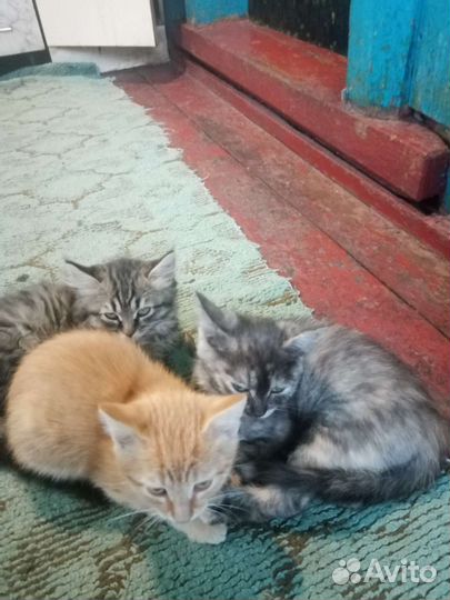 Сибирская кошка