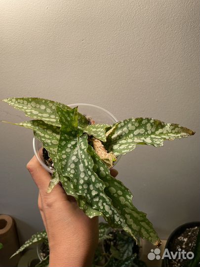 Бегония my special angel