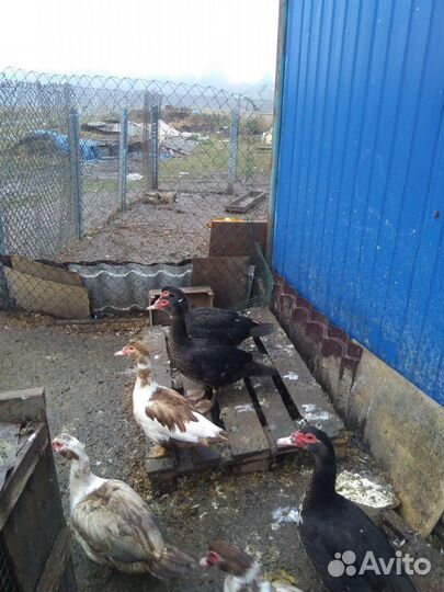 Индюшата.Индоутята.Цесарята. Селезень Индоутки