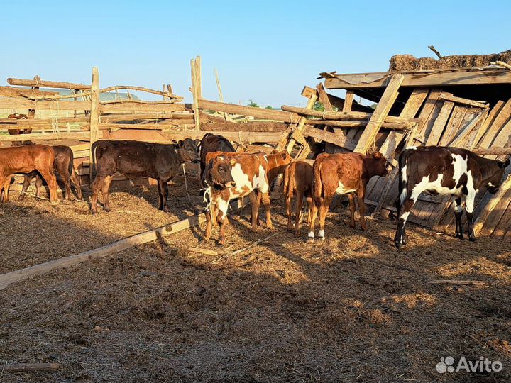 Коровы и телята