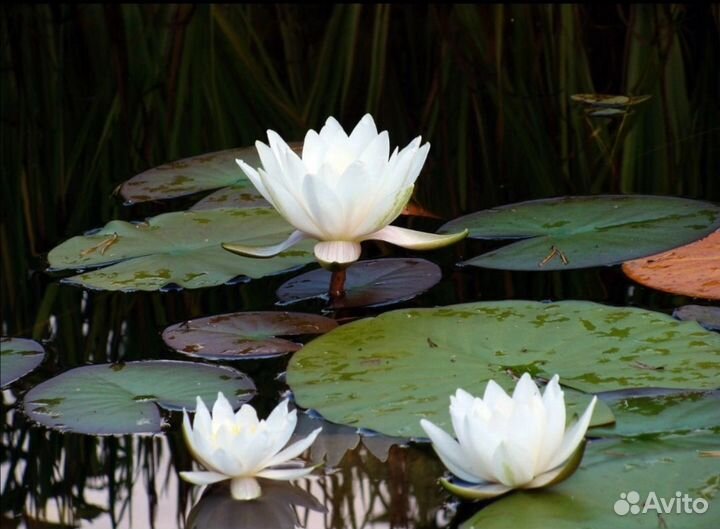 Нимфеи для пруда