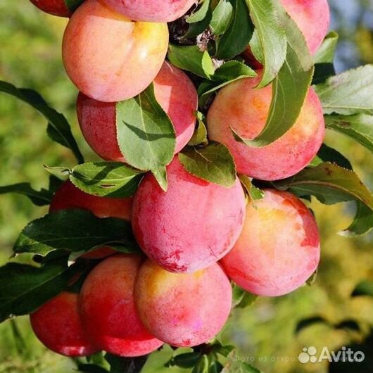 Слива Амурская Роза (подвой Бессея), саженцы окс