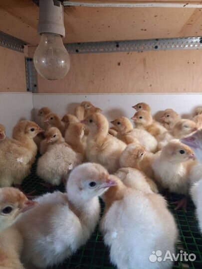 Индюшата Хайбрид Конвертер, Бронза