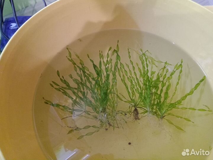 Аквариумные растения прополка