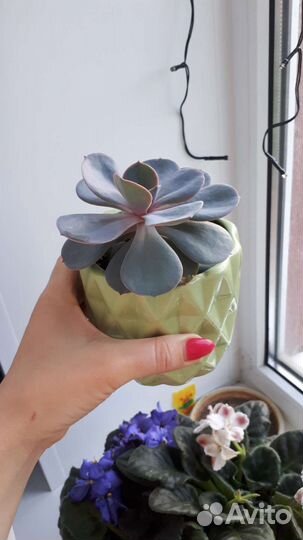 Суккуленты жемчужина нюрнберга