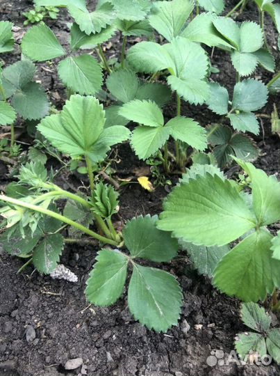 Рассада клубники Клери