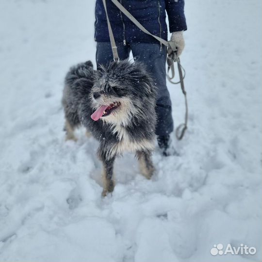 Пес в добрые руки