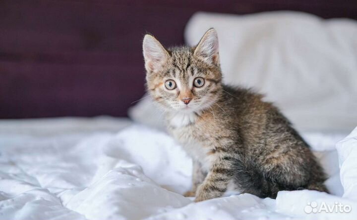 Кошечка Марошка