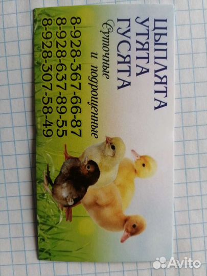 Индоутята, Гусята Шептуны