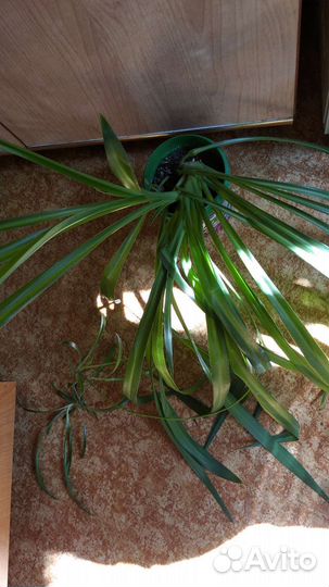 Хлорофитум