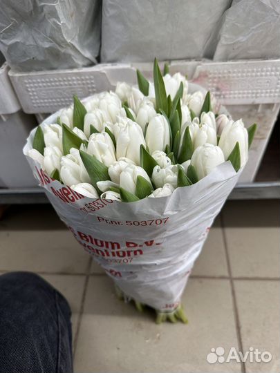 Цветы тюльпаны