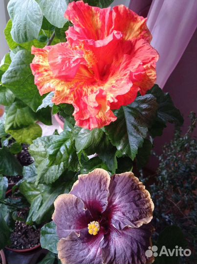 Сортовые гибискусы срезом