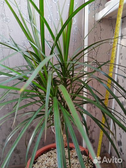 Пальма драцена