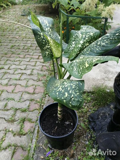 Диффенбахия