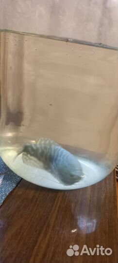 Аквариумная рыбка Мраморный гурами