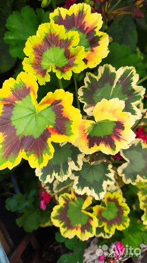 Пеларгония герань