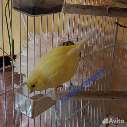 Канарейка Файф Фенси