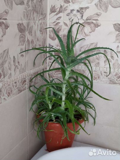 Алоэ (столетник)