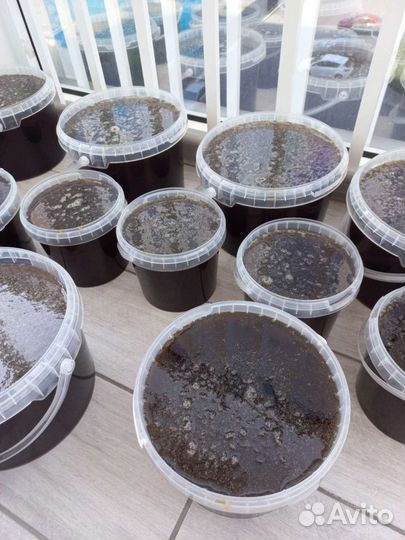 Мед гречишный