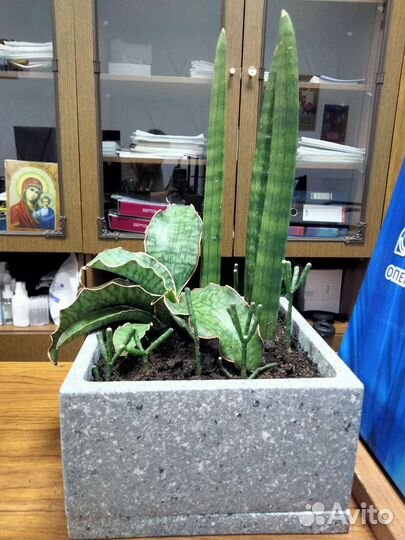 Флорариум,композиция с сансивиериями,подарок