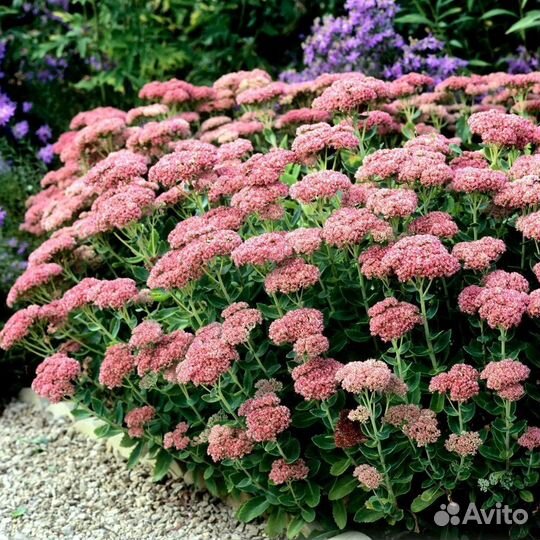 Традесканция очиток цветы саженцы многолетние