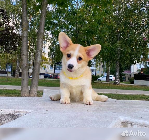 Великолепная девочка Вельш Корги Пемброк