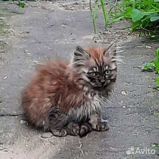 Котенок в добрые руки