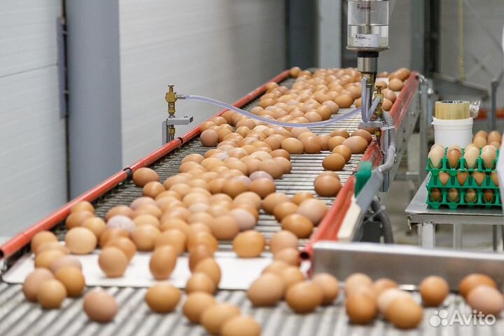 Работа на птицефабрике по вахтам с проездом