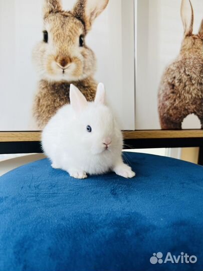 Карликовый, декоративные кролики