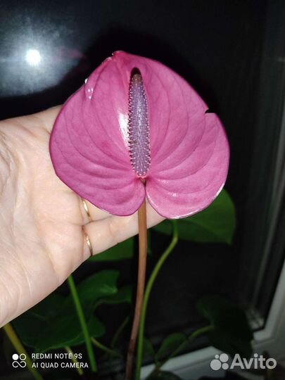 Антуриум Кавалли и Блэк love