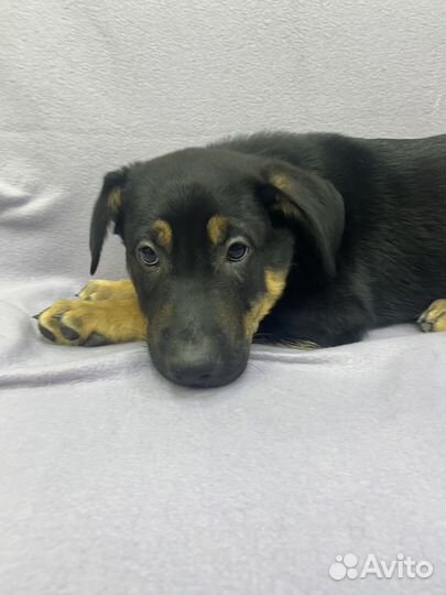 Щенок Дин в дар. Незамечаемый