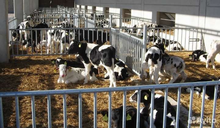 Бычки телята