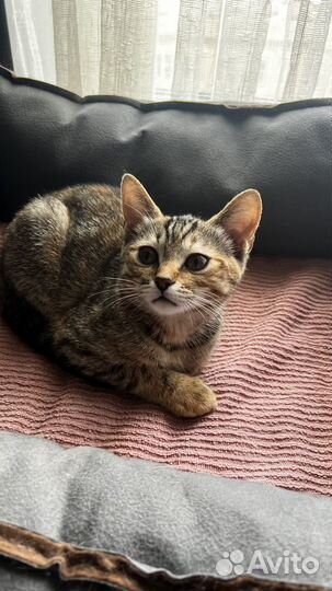 Ищут дом котята 3.5 месяца