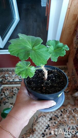 Сортовые пеларгонии