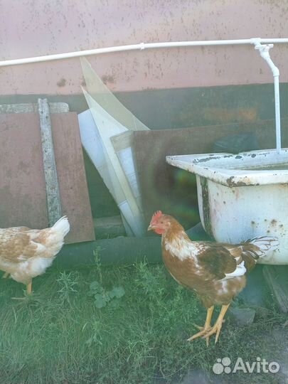 Молодые петухи