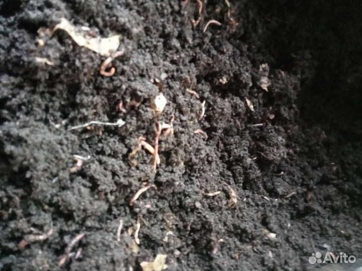 Малек Дендробены червь