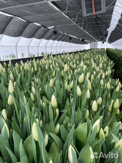 Тюльпаны к 8 марта розница