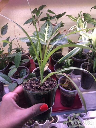 Замиокулькас фикус Бенджамина пальма драцена