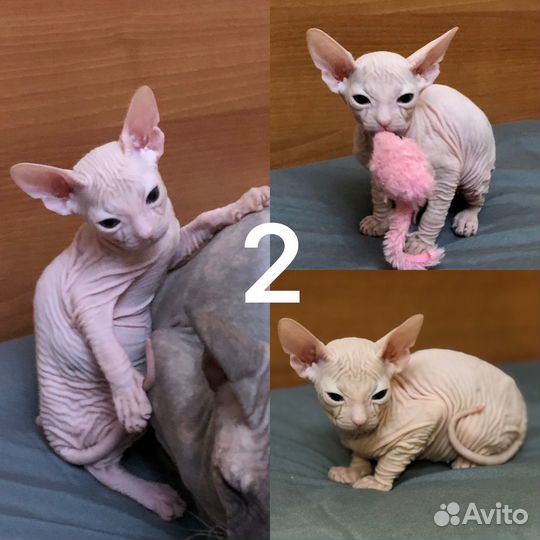 Донской сфинкс котята