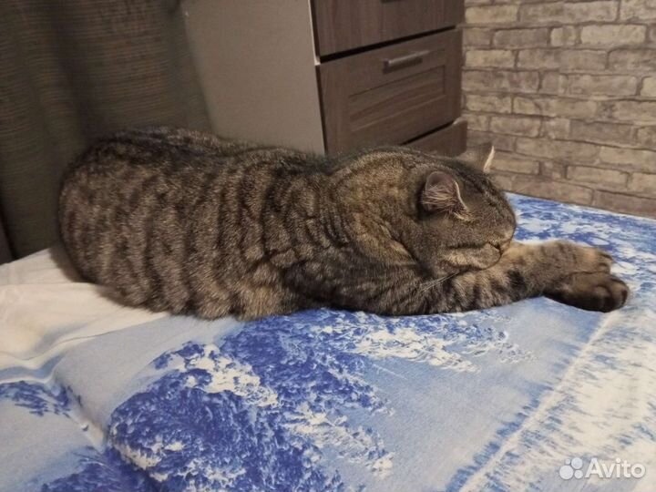 Отдам кота в добрые руки