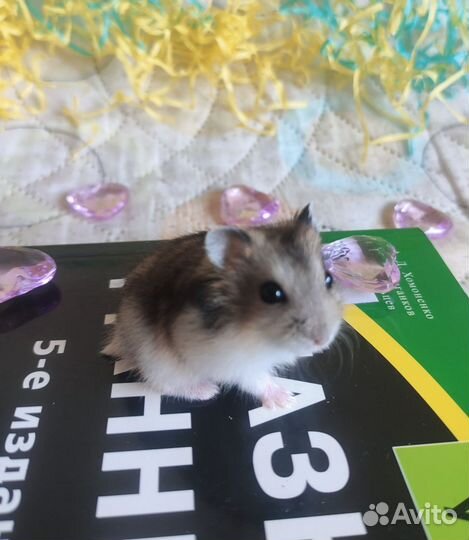 Джунгарский хомяк, детки