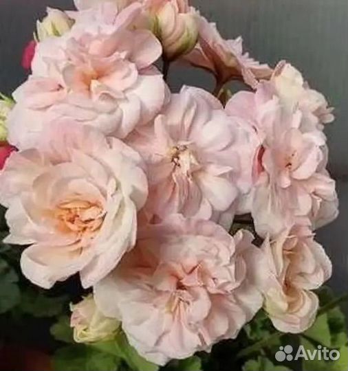 Пеларгония Леона Галактика