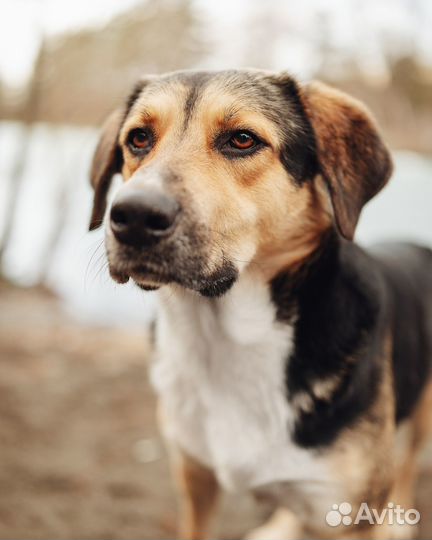 Собака в добрые руки