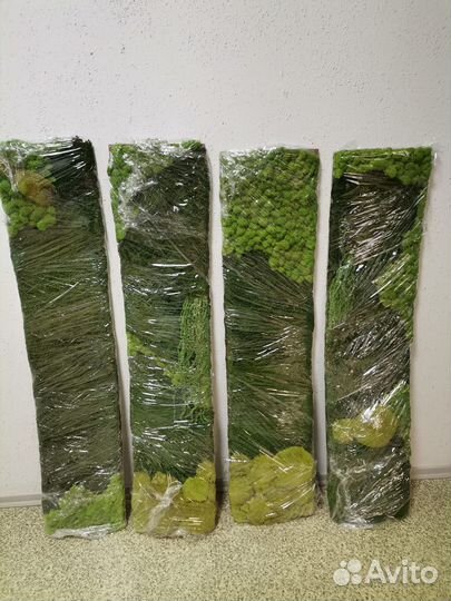 Стабилизированный мох