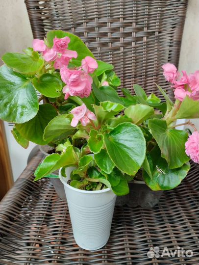 Бегония махровая вечноцветущая