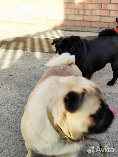 Мопс вязка мальчик