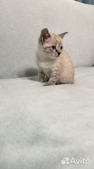 Котенок умный ручной 2 мес